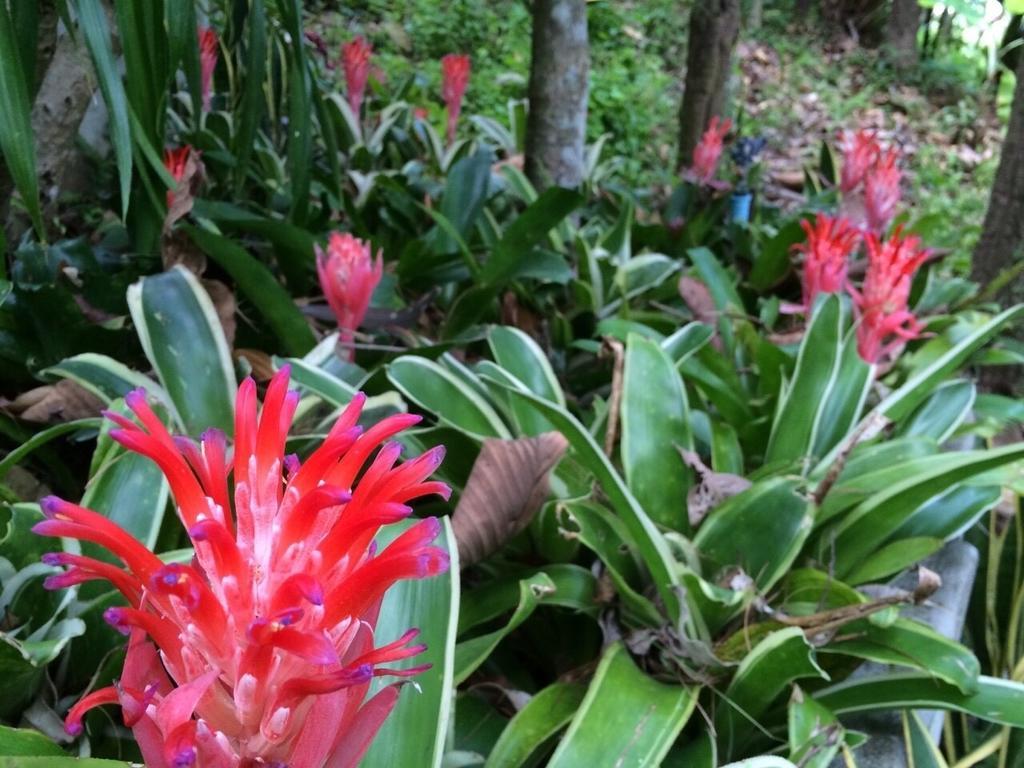 Phu Pha Nam Resort Dan Sai Bagian luar foto